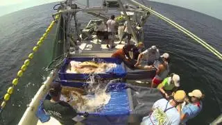 Red Drum Sampling in the Gulf of Mexico