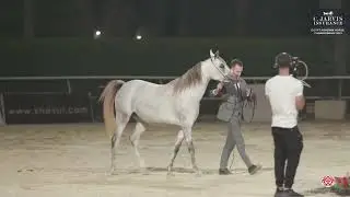 N.83 MASSAH AL ASIL - Egypt Arabian Horse Championship 2023 - Fillies 3 Years Old (Class 3B)