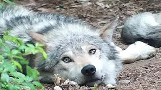 A Moment of Calm and Cute with Mexican Gray Wolf Babs