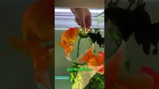 The Enchanting World of Goldfish Care: Tips for a Happy Aquarium | #GoldfishCare #AquariumTips