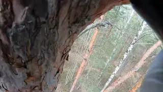 Climbing into a pine tree after a five-star geocach | Explore Latvia with Geocaching