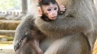 Newborn monkey Bevin on the 2 days old, He looked older than the other babies