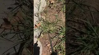 Lawn Sand Spur Removal, (Best Way)