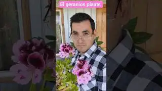 yeizon plantas [GERANIOS]