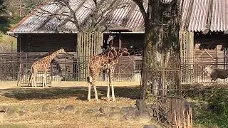 とべ動物園キリン　エランド　グラントシマウマ　2025/12/7