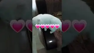 Всем привет от Белоснежки! Пока бабушка не видит! 😉😉😉👍👍👍#shorts#shelter#cat#love#song#vlog#best#коты