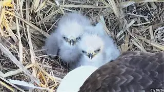 John Bunker Sands Eagles🦅Eaglets JBS 24🐥 &  JBS 25🐥 Begin Bonking Despite Full Pantry🐷 2026 Jan 28