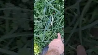 all the onions have weeds growing thick beside it