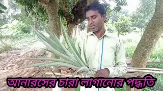 কিভাবে আনারসের চারা লাগালে ভালো ফলন হবে || আনারস চারা লাগানোর পদ্ধতি || @krishikothablog1601