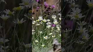 White Wild Daisies in Bloom 🤍🌼 | Peaceful Floral Beauty