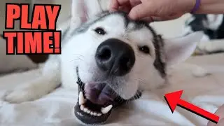 Siberian Husky Playtime Routine! - (What Husky 