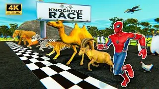 African Animals Race With SPIDERMAN | Animals Knockout Race | COW, ELEPHANT, CHEETAH, LION Video