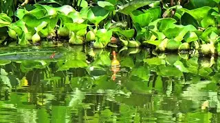 Akhirnya Ketemu Juga Sarang Ikan Tombro nya