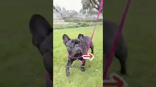 The Sturdiest Dog Harness in 2022