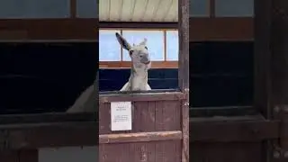 Donkey's Happy Hour #fun #fyp #usa #funnydonkey &nbsp;#usa🇺🇸 #Funny Animals 😂🤣