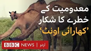 India: Rare swimming camels under threat - BBC URDU