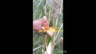 inicio de cosechas primeras 7 variedades mazorcas del ma&iacute;z de colores  Cresvic Cariaco Venezuela