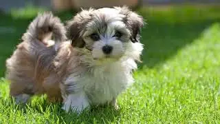 Havanese Dog | Facts, History & Characteristics