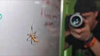 GOLDEN ORB WEAVER loose in the house (Trichonephila inurata madagascariensis)