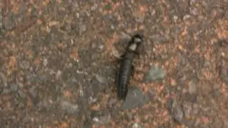 Rove Beetle. Стафилин (448sp)