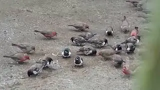 Ethiopian birds : የኢትዮጵያ ወፎች