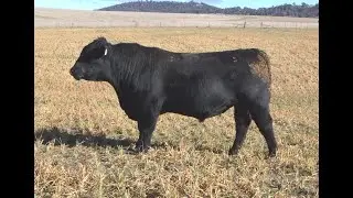 Lot 6 - NRO21S08 Rosskin Beast Mode S08