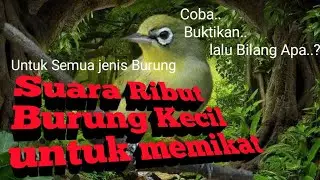 Suara Pikat Ribut untuk memikat Terlaris