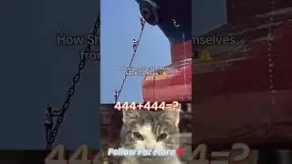 How Ship Protect Themselves #shorts #cats #shipsfails #fails #viral