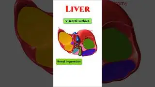 visceral surface of Liver simplified | features & Impressions
