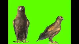 Green screen kite video, no copy right