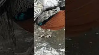 Peacock ... so close to my family ❤