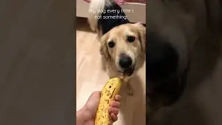 My dog every time i eat something #letmedoitforu