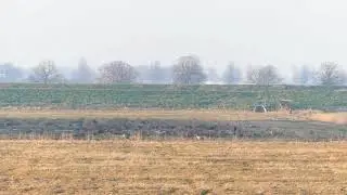 Cranes at Nene Washes