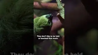 Enriching a Sloth&rsquo;s Life: Target Training, Toys, and Scent Fun
