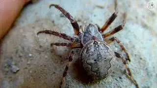Паук Кругопряд - larinioides ixobolus (Крестовик)