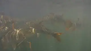 Dudhsagar waterfall, swimming. Fish in water.