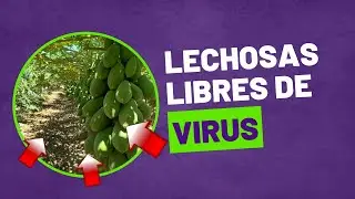 Lechosa libre de virus