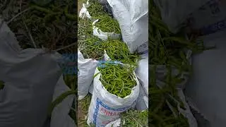 Today chilli rate in hyderabad.