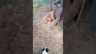 Garfield and dog Max. #puppy #cat #cute #nature #woods #sweden #Max #garfield