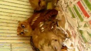 Three little owls
