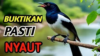 Exclusive Kacer Masteran 2026 | High CPC Bird Sound Niche