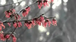 Hamamelis intermedia Ruby Glow