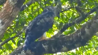 Some apex predators have wings!