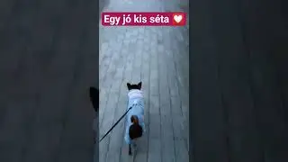 Egy j&oacute; kis s&eacute;ta a friss levegőn✨🤗💭💖🐕