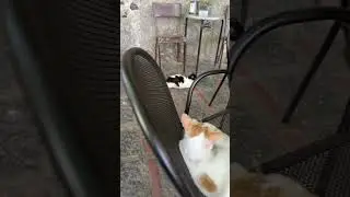 Cats of Bar Vitelli #barvitelli #thegodfather #italy #savoca #sicily #sicilia #italia #alpacino #cat