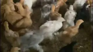 golden buff and white buff chicks