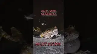 Frogs are Noisy! 🐸🐸 #homestead #summertime #nightsounds #from