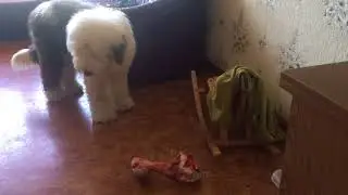 Bobtail Eddy and bone