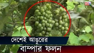 দেশেই আঙুরের বাম্পার ফলন | Bangla News | District News | Mytv News