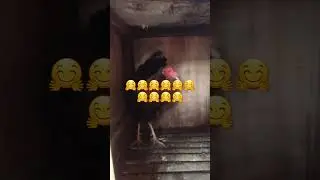 #boston#rh#trending #tiktok #boston #tiktok #backyardbreeder